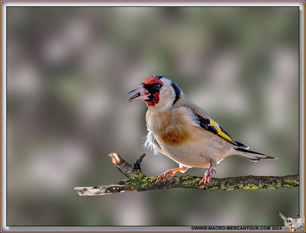Chardonneret élégant
